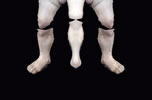 REPRODUCTIVE ORGAN
